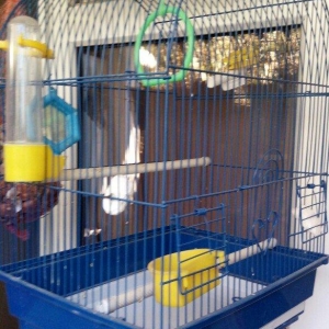 клетка для птиц использова