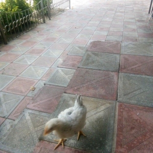 2ayliq serebrist adı kent cuceleri 30dene di vaxt