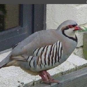 erkek keklik satilir qirqovulda var 1 cüt qafqaz 