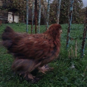 Brama toyuqlari 2 ay 20 gunlukdur. saglamdirlar. 6