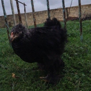 Brama toyuqlari 2 ay 20 gunlukdur. saglamdirlar. 60 ədədə yaxin var