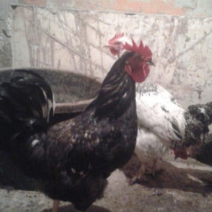 cox aktiv xoruzdu bilmirem ne sortudu amma o biri 