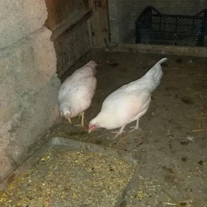 2 ədəd ağ yaponka(yakaxoma) satılır 6 aylığdılar tam sağlamdılar az ra