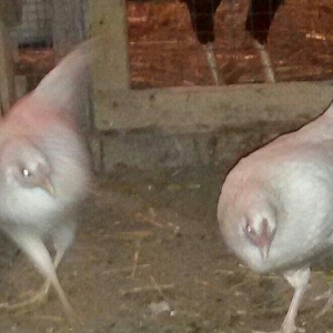 2 ədəd ağ yaponka(yakaxoma) satılır 6 aylığdılar tam sağlamdılar az ra