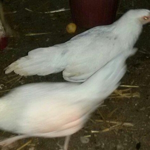 2 ədəd ağ yaponka(yakaxoma) satılır 6 aylığdılar tam sağlamdılar az ra