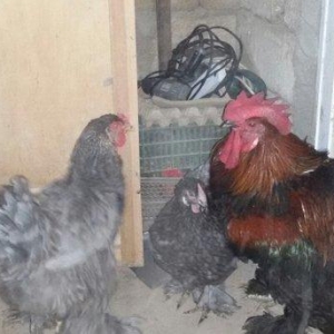 1 yaş yarım kokinxod xoruzu 2 gərəsi hazır da