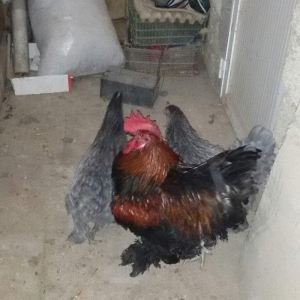 1 yaş yarım kokinxod xoruzu 2 gərəsi hazır damazlıq heyvanlardır tam s