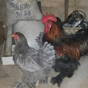 1 yaş yarım kokinxod xoruzu 2 gərəsi hazır damazlıq heyvanlardır tam s