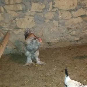 6 aylığ brama xoruzu tam sağlamdı bütün vaksinləri olunub qiyməti 100