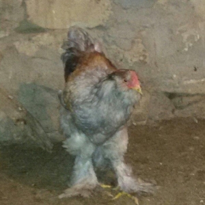 6 aylığ brama xoruzu tam sağlamdı bütün vaksinləri olunub qiyməti 100