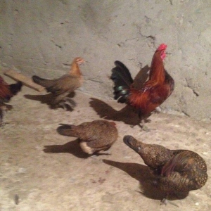 Yaponka cutu 30 manat hal hazirda yumurtlayir elaq