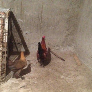 Yaponka cutu 30 manat hal hazirda yumurtlayir elaqe  ucun whatsap 0516