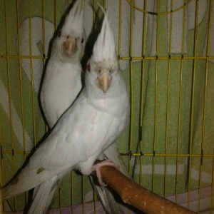 Bir cut albinos yanagsiz karella satilir. 4-5 ayli