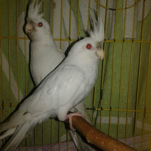 Bir cut albinos yanagsiz karella satilir. 4-5 aylig olarlar. Saglamlig