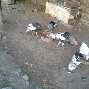 hay bird jinsi hündüşga Amerikada  cölde meşe