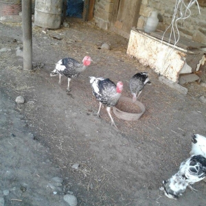 hay bird jinsi hündüşga Amerikada  cölde meşeliyde yaşayan jinsdi 1 il