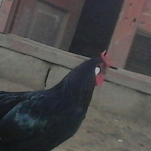 salam satram bater de olar xalmaqon qazle deserem nece ayliq olyrsada