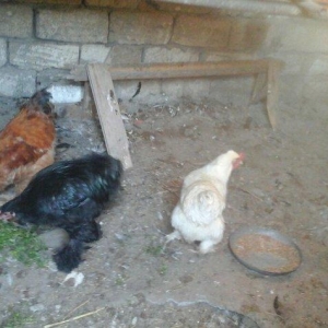 salam satram bater de olar xalmaqon qazle deserem nece ayliq olyrsada