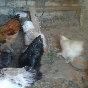 salam satram bater de olar xalmaqon qazle deserem nece ayliq olyrsada