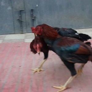 Heyreti xoruzu satilir pay veribler vur defe oz heyreimle buraxmisam m