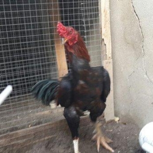 Heyreti xoruzu satilir pay veribler vur defe oz heyreimle buraxmisam m