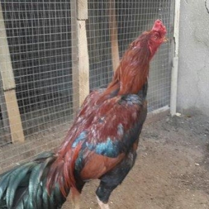 Heyreti xoruzu satilir pay veribler vur defe oz heyreimle buraxmisam m