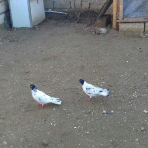 satlir  . yaxsi qaqasa qismet olas qusdardi.  cilbasi 25 m.  qarabasdr