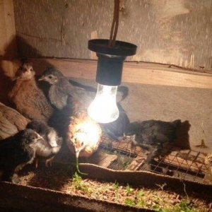 Salam yaponkalar satilir.4dene mayadi temiz qara balaca kekilli das pi