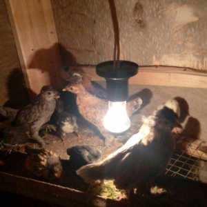 Salam yaponkalar satilir.4dene mayadi temiz qara balaca kekilli das pi