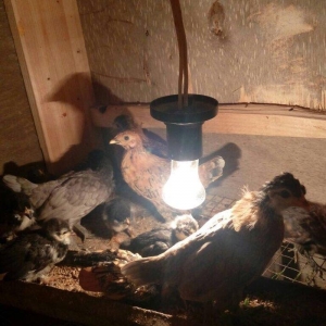 Salam yaponkalar satilir.4dene mayadi temiz qara balaca kekilli das pi