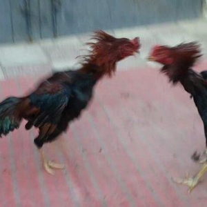 Heyreti xoruzu satilir pay veribler ozumde 2 dene var deyer qapida sax