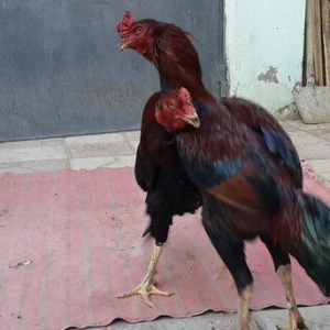 Heyreti xoruzu satilir pay veribler ozumde 2 dene var deyer qapida sax