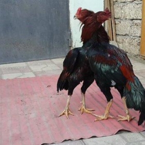 Heyreti xoruzu satilir pay veribler ozumde 2 dene var deyer qapida sax