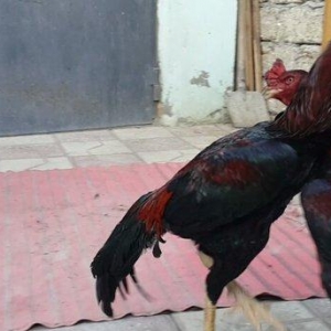 Heyreti xoruzu satilir pay veribler ozumde 2 dene var deyer qapida sax