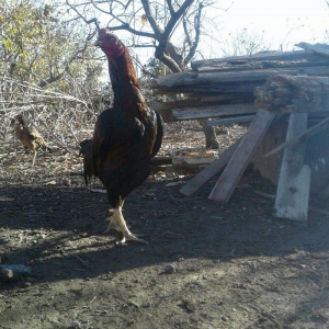 salam tecili satilir doyuwune ve usuluna soz yoxdu qaz hinduwqa ordey