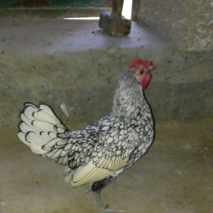 sibirayt xoruz super heyvandi ariginal 100 faiz pul lazim olduqu üçün