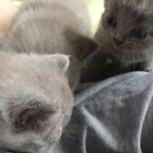 Британские котята, чистопородые. Родились 31 октября. На фото им 24