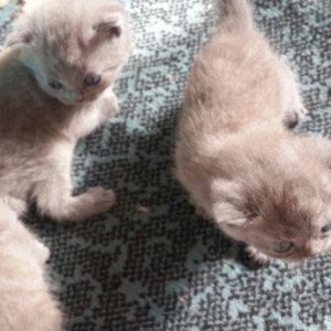 Британские котята, чистопородые. Родились 31 октября. На фото им 24