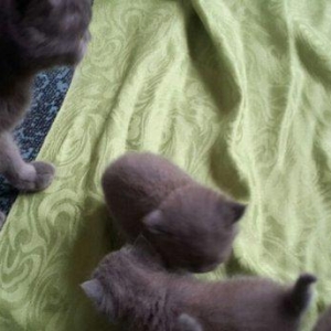 Британские котята, чистопородые. Родились 31 октября. На фото им 24