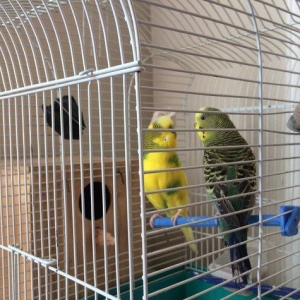 Papuqay , tutuqusu satilir. Cox saglam ve gozel quslardir. Quslara bax