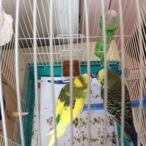 Papuqay , tutuqusu satilir. Cox saglam ve gozel quslardir. Quslara bax