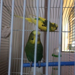 Papuqay , tutuqusu satilir. Cox saglam ve gozel quslardir. Quslara bax