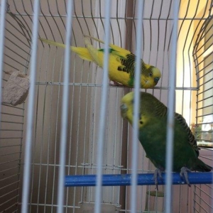 Papuqay , tutuqusu satilir. Cox saglam ve gozel quslardir. Quslara bax