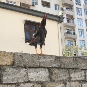 temiz cins heyrati bece 6 ayliqdir. yaninda heyrati feresiyle satiram.