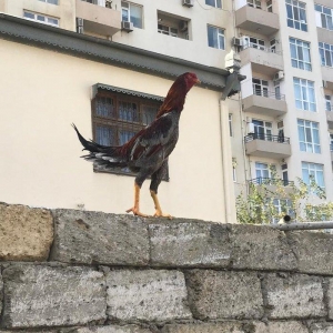 temiz cins heyrati bece 6 ayliqdir. yaninda heyrati feresiyle satiram.