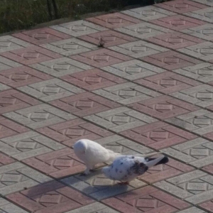 salam. bunlar cutduler ikiside yaxwi ucan quwlardi qiymetde sondur. wa