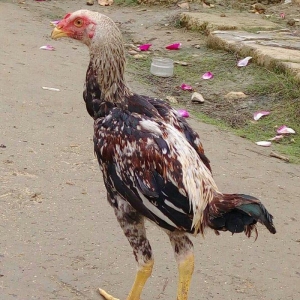 Heyrati bece Satilir - vidine soz ola bilmezzz . s