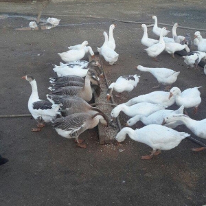 linda ve kuban qazlari 8 ay ve 1illik.qazlar bine kendindedi