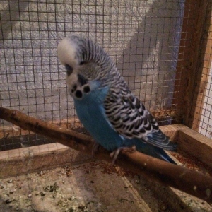 Tutuqusu vistifka. Tam saglam ve aktiv qusdur. Satib ve ya barter edir