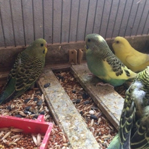 10 man quslar tam sagalm ve aktiv.ele oyretmek ve danisdirmaqa esil